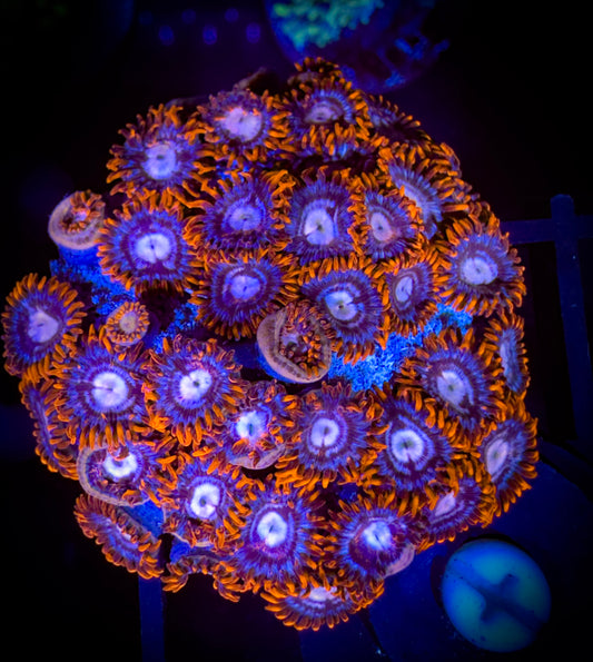 WYSIWYG New Fire and Ice Zoanthids Colony 17F4