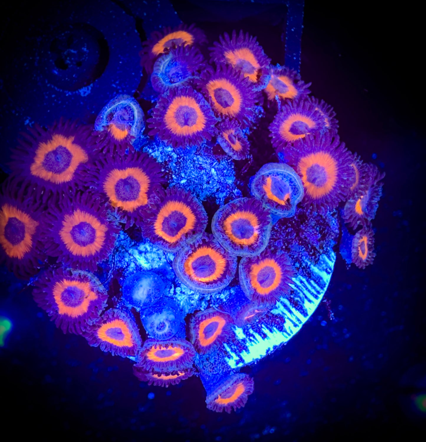 WYSIWYG Omega Red Zoanthids Colony 18A1