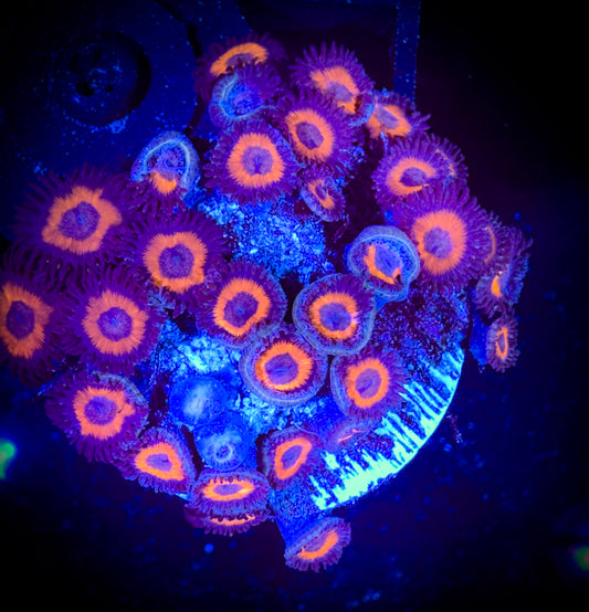 WYSIWYG Omega Red Zoanthids Colony 18A1