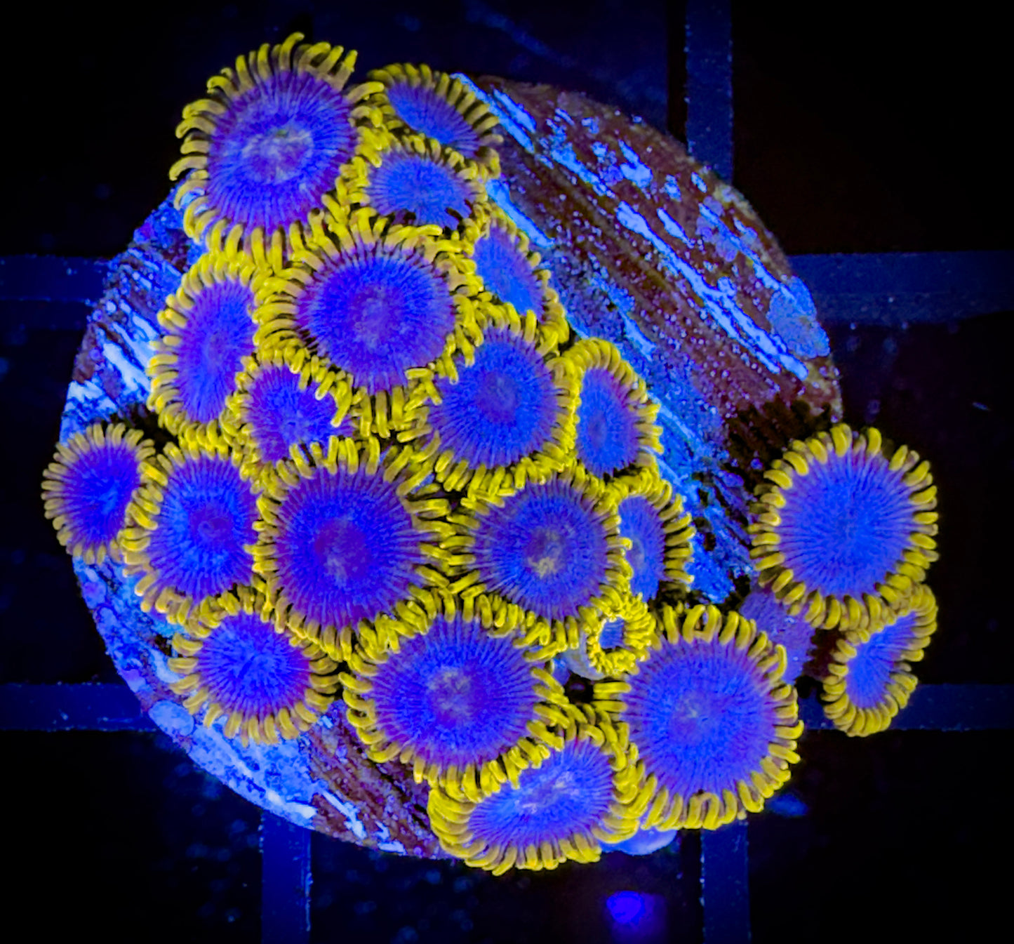 WYSIWYG Blue Phoenix Zoanthids 18A2