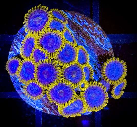 WYSIWYG Blue Phoenix Zoanthids 18A2