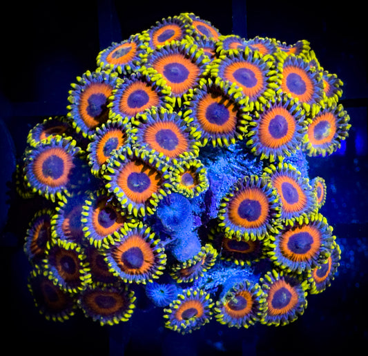 WYSIWYG Eagle Eyes Zoanthids Colony 18A3