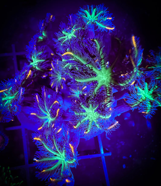 WYSIWYG Fireworks Clove Polyps Large Frag 18A4