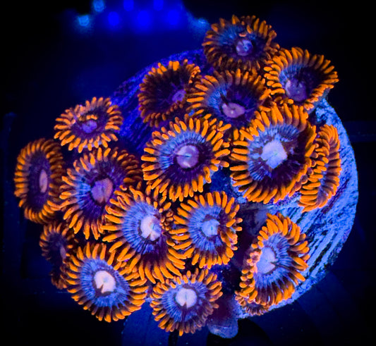 WYSIWYG ECC Snitches Zoanthids Mini Colony 18A4