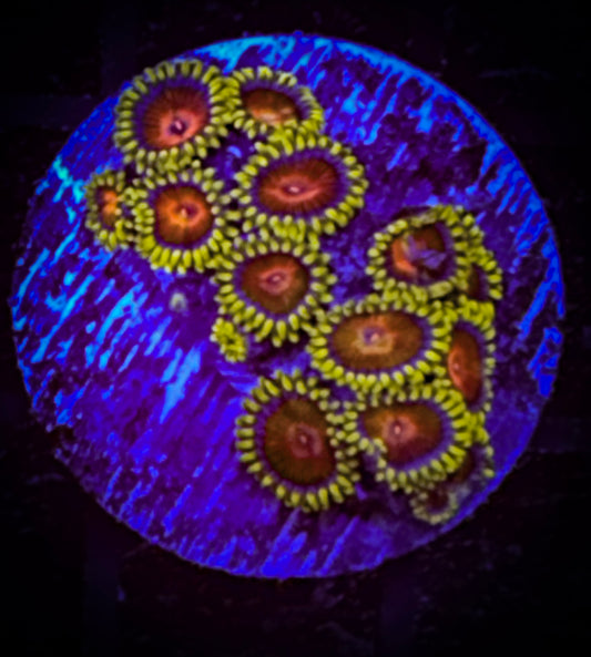 WYSIWYG CC Spitfire Zoanthids (12 polyps) 18B1