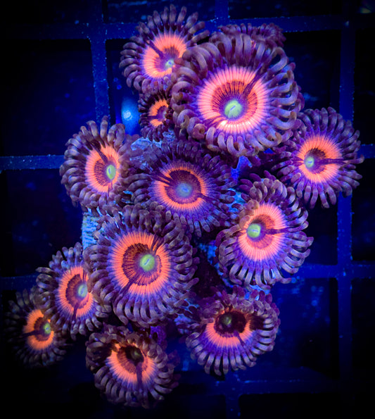 WYISIWYG Lord of the Rings Zoanthids Large Frag 18B2
