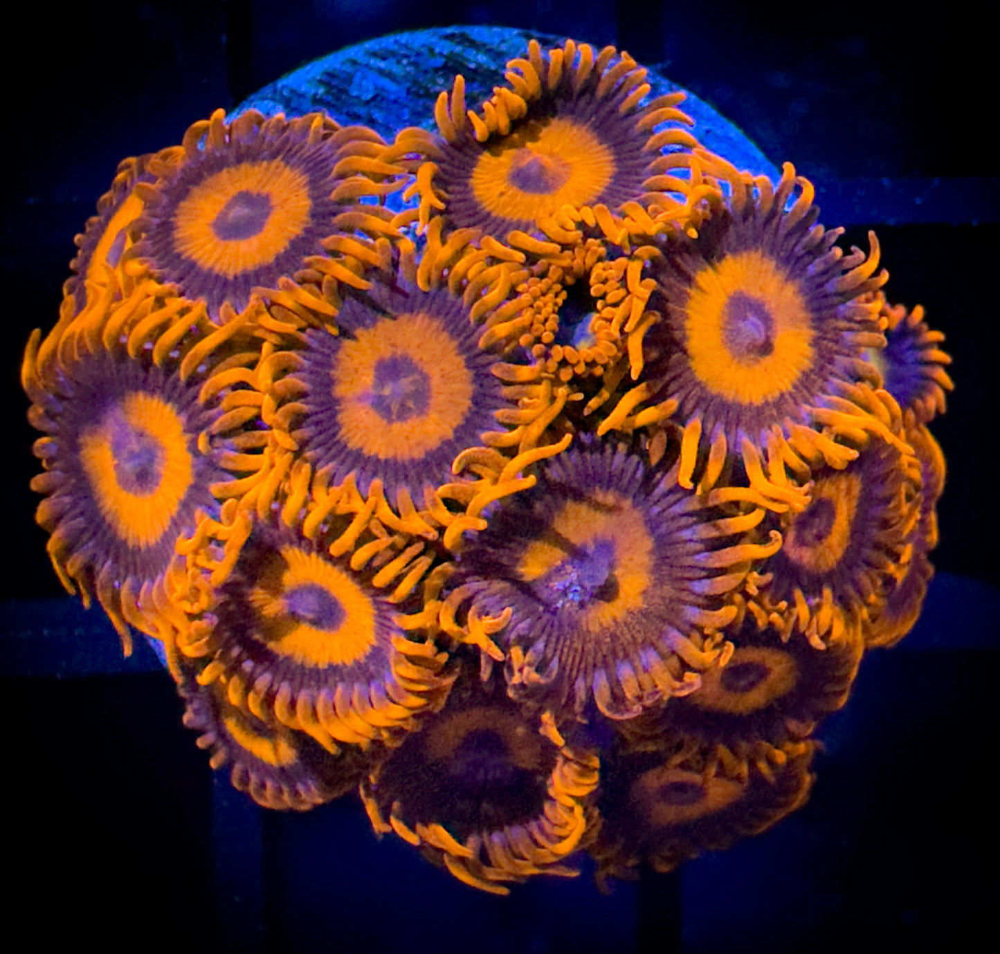 WYSIWYG CB Orange Hornets AKA Oxides Large Frag 18B3