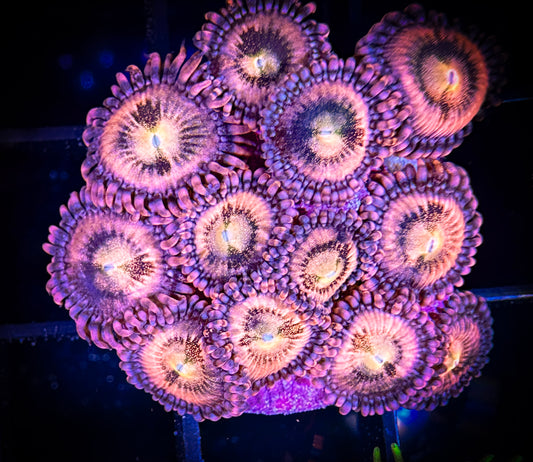 WYSIWYG JF Crybaby Zoanthids Mini Colony 18B4
