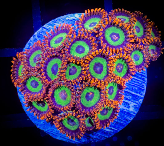 WYSIWYG Emeralds on Fire Zoanthids Large Frag 18B4