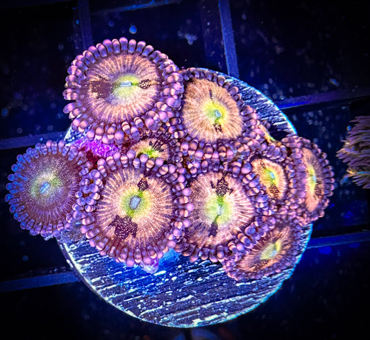 WYSIWYG JF Crybaby Zoanthids Frag 13E2