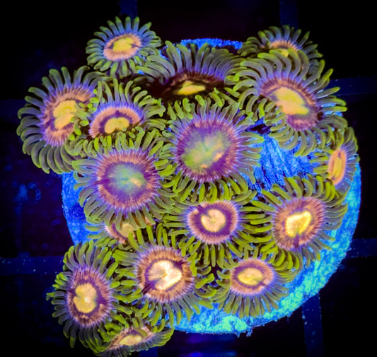 WYSIWYG Mister Twister Zoanthids :arge Frag 18C2