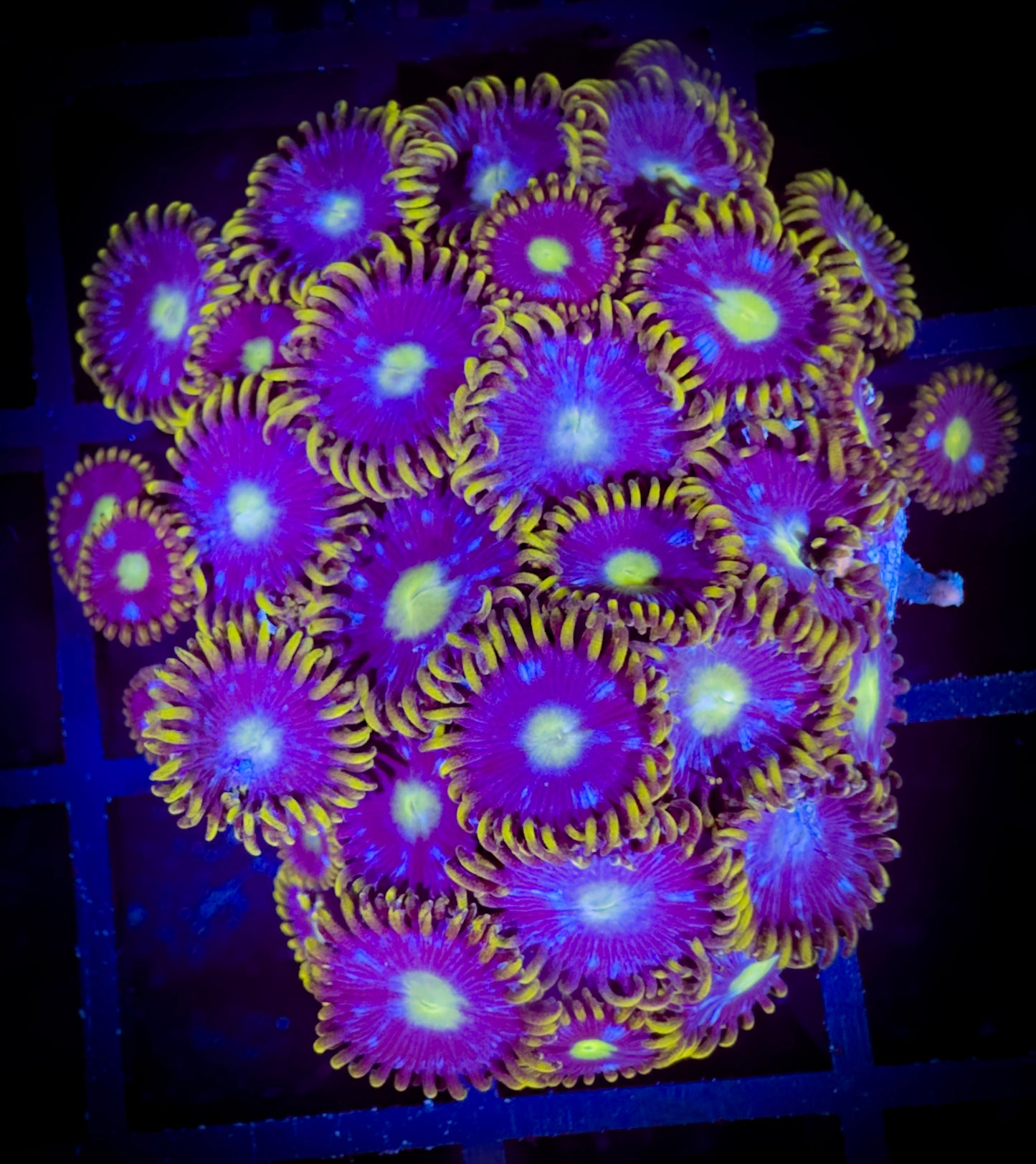 WYSIWYG Blue Horizons Colony 18C3