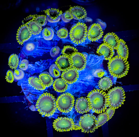 WYSIWYG Radioactive Dragon Eyes Large Frag 18C4