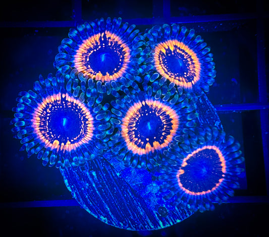 WYSIWYG Armor of God Zoanthids Frag 18D1