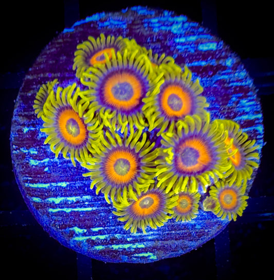 WYSIWYG Super Sunflower Zoanthids 18D1