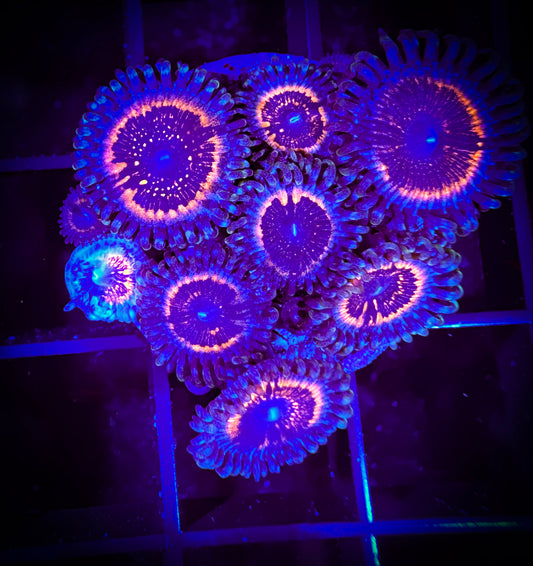 WYSIWYG Armor of God Zoanthids Frag 18D2