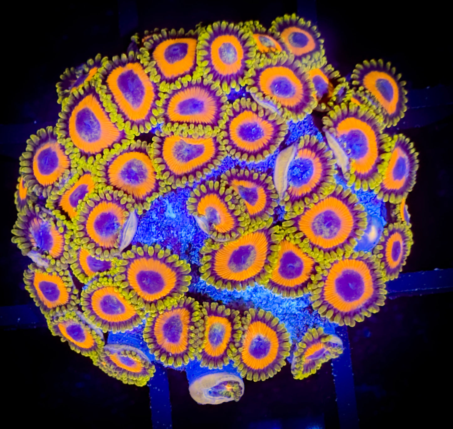 WYSIWYG JF Jungle Juice Zoanthids Colony 18D2