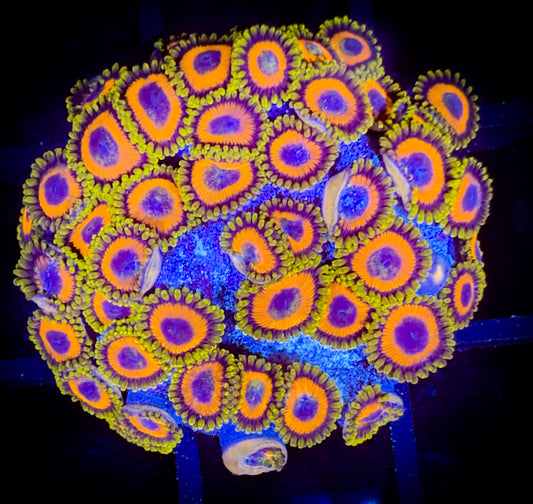 WYSIWYG JF Jungle Juice Zoanthids Colony 18D2