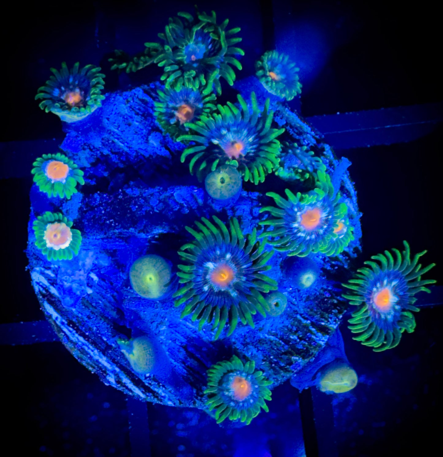 WYSIWYG JF Stargazer Zoanthids Frag 18D3