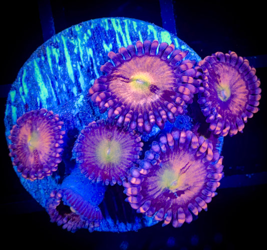 WYSIWYG Alien Antivenom Zoanthids 18D4