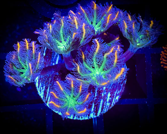 WYSIWYG Fireworks Clove Polyps Frag 18E1