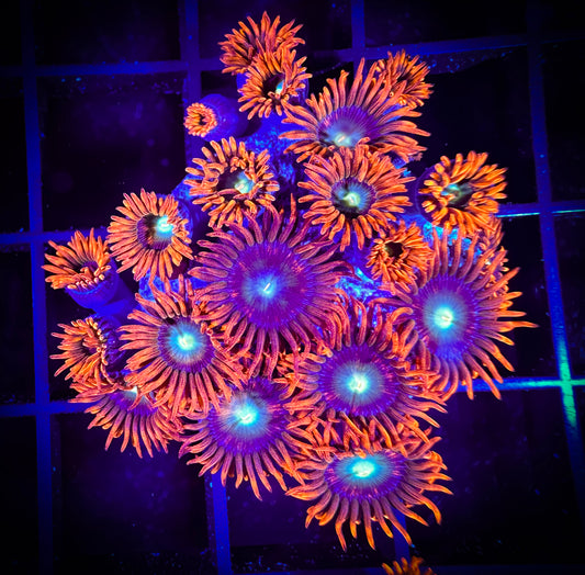 WYSIWYG CB Punk Rockers Zoanthids Large Frag 16F4