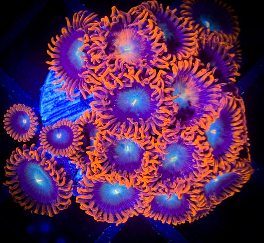 WYSIWYG CB Punk Rockers Zoanthids Colony 18E2