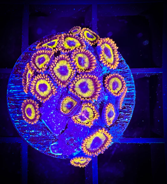 WYSIWYG Fruitloops Zoanthids 18E3