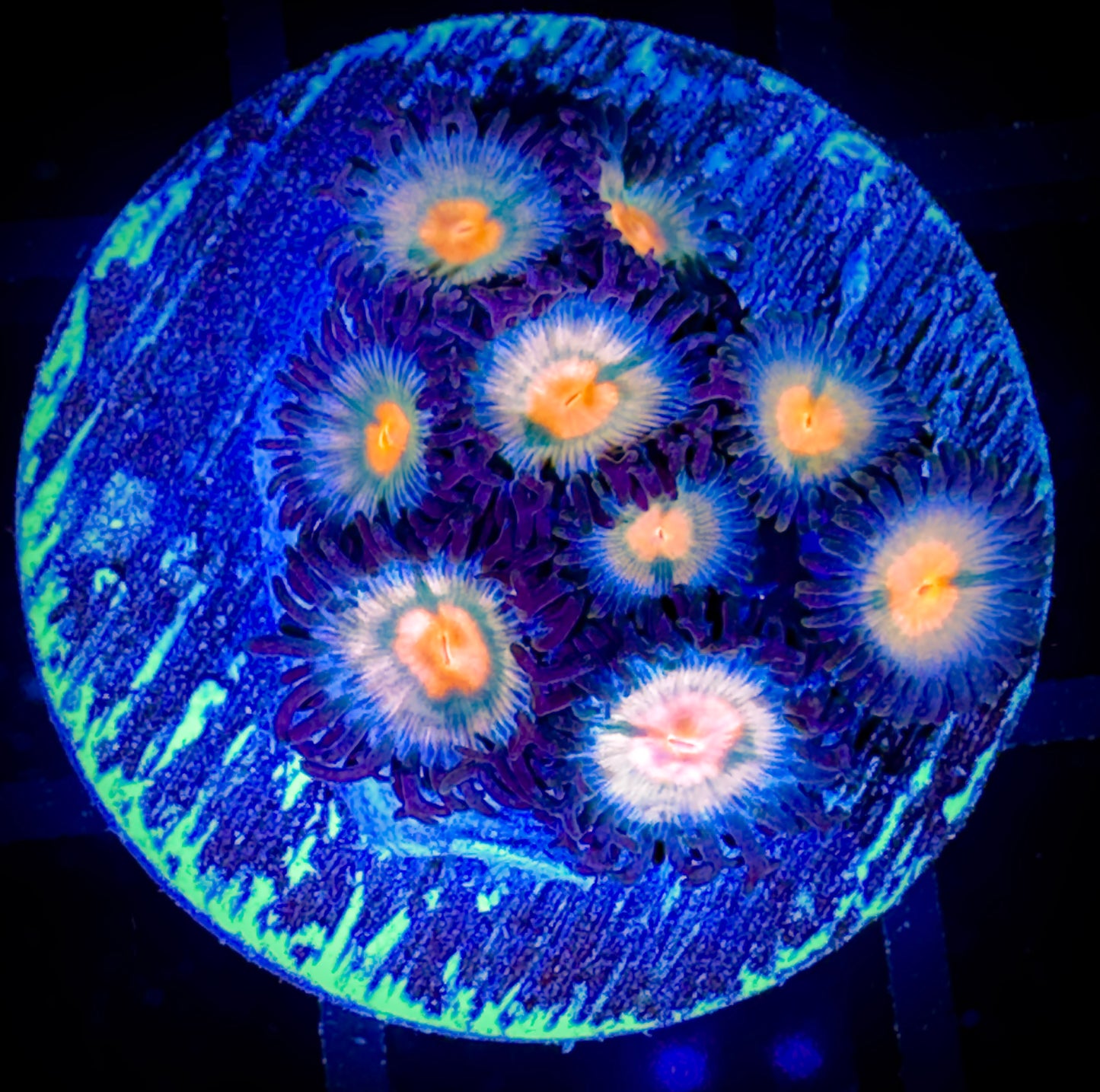 WYSIWYG Sunkissed Zoanthids 18E3