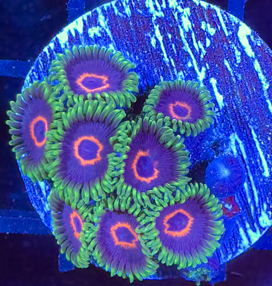 WYSIWYG Emerald Hearts Zoanthids 18E4