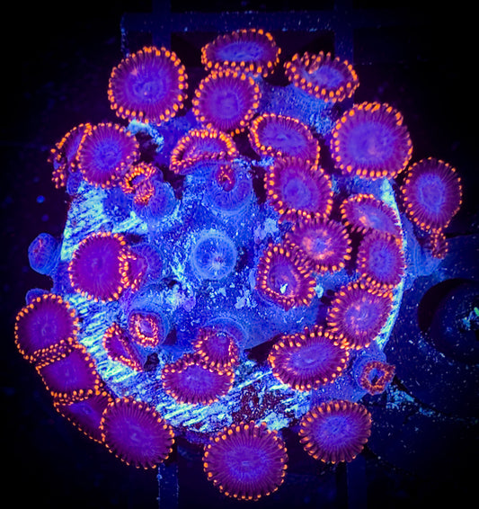 WYSIWYG Spiderman Zoanthids Colony 18F1
