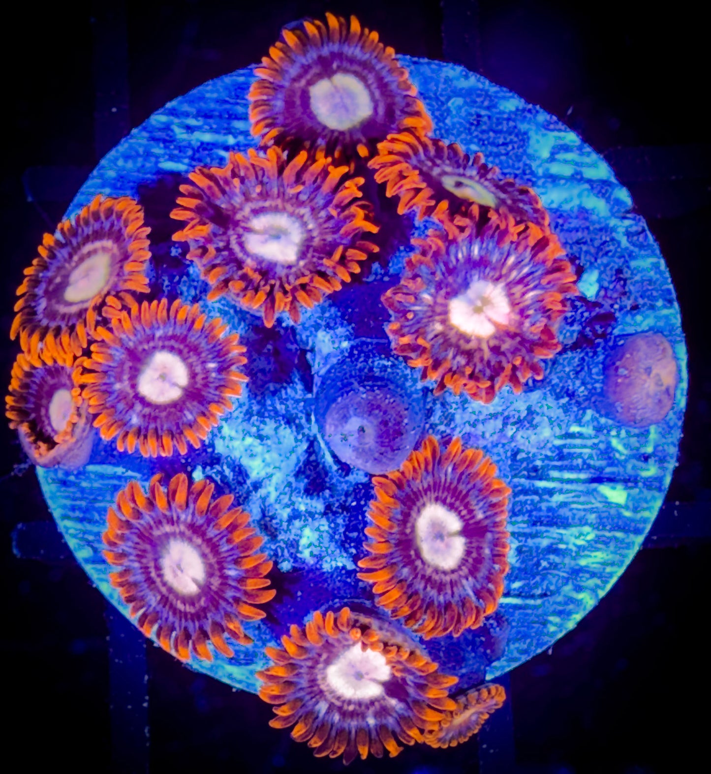 WYSIWYG Treehouse of Horror Zoanthids