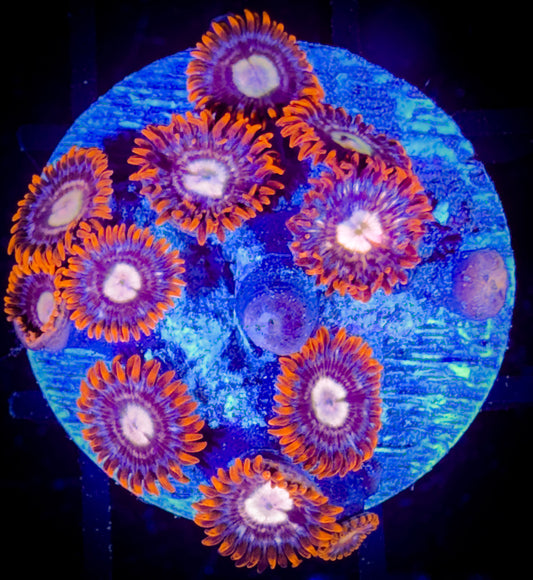 WYSIWYG Treehouse of Horror Zoanthids 18F2