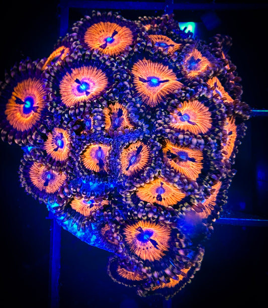 WYSIWYG WWC Bloodsuckers AKA Date Night Zoanthids 18F3