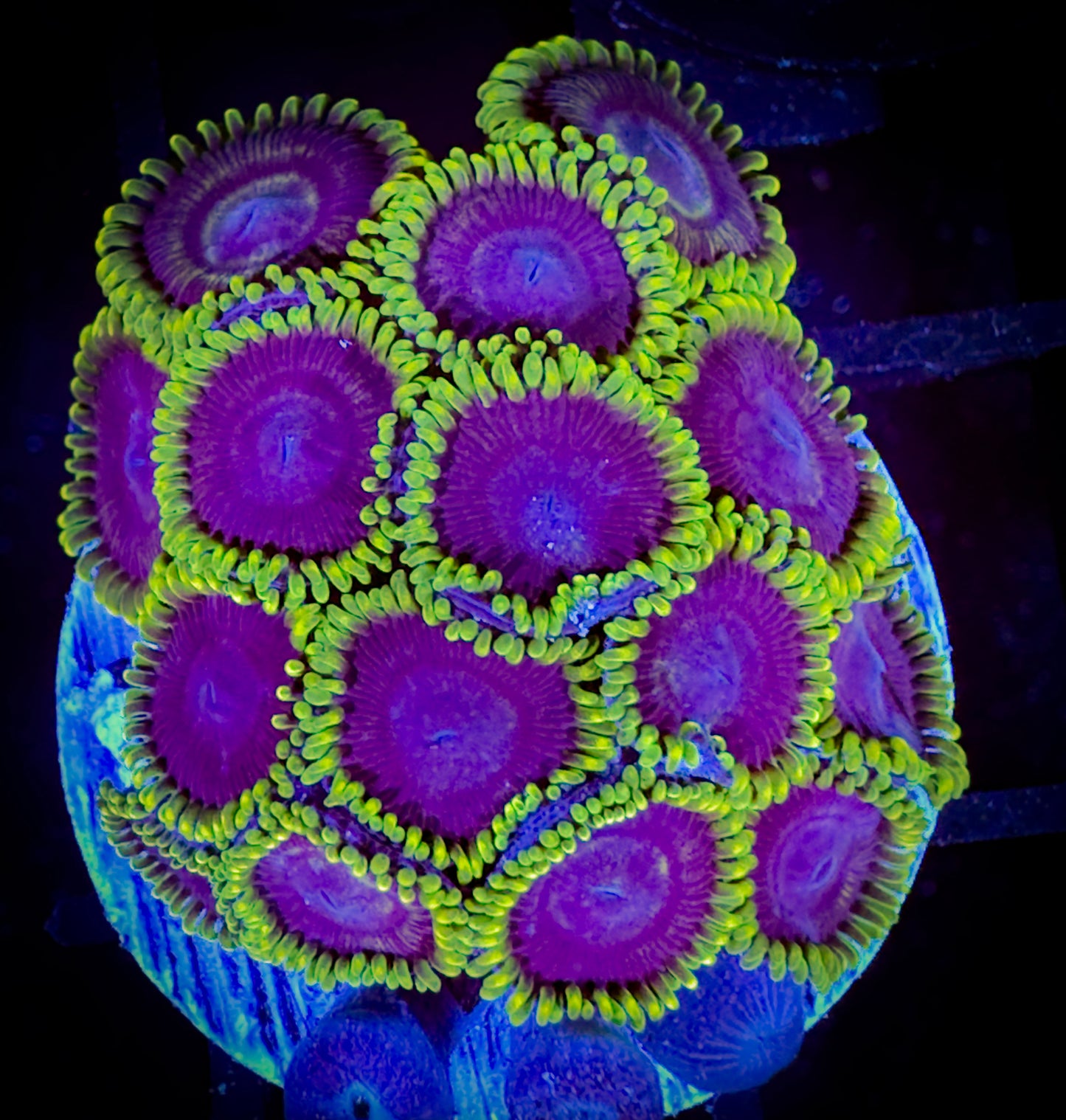 WYSIWYG Jokers Zoanthids Mini Colony 18F3