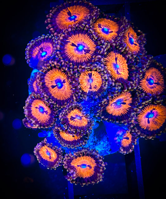 WYSIWYG WWC Bloodsuckers AKA Date Night Zoanthids 16D1