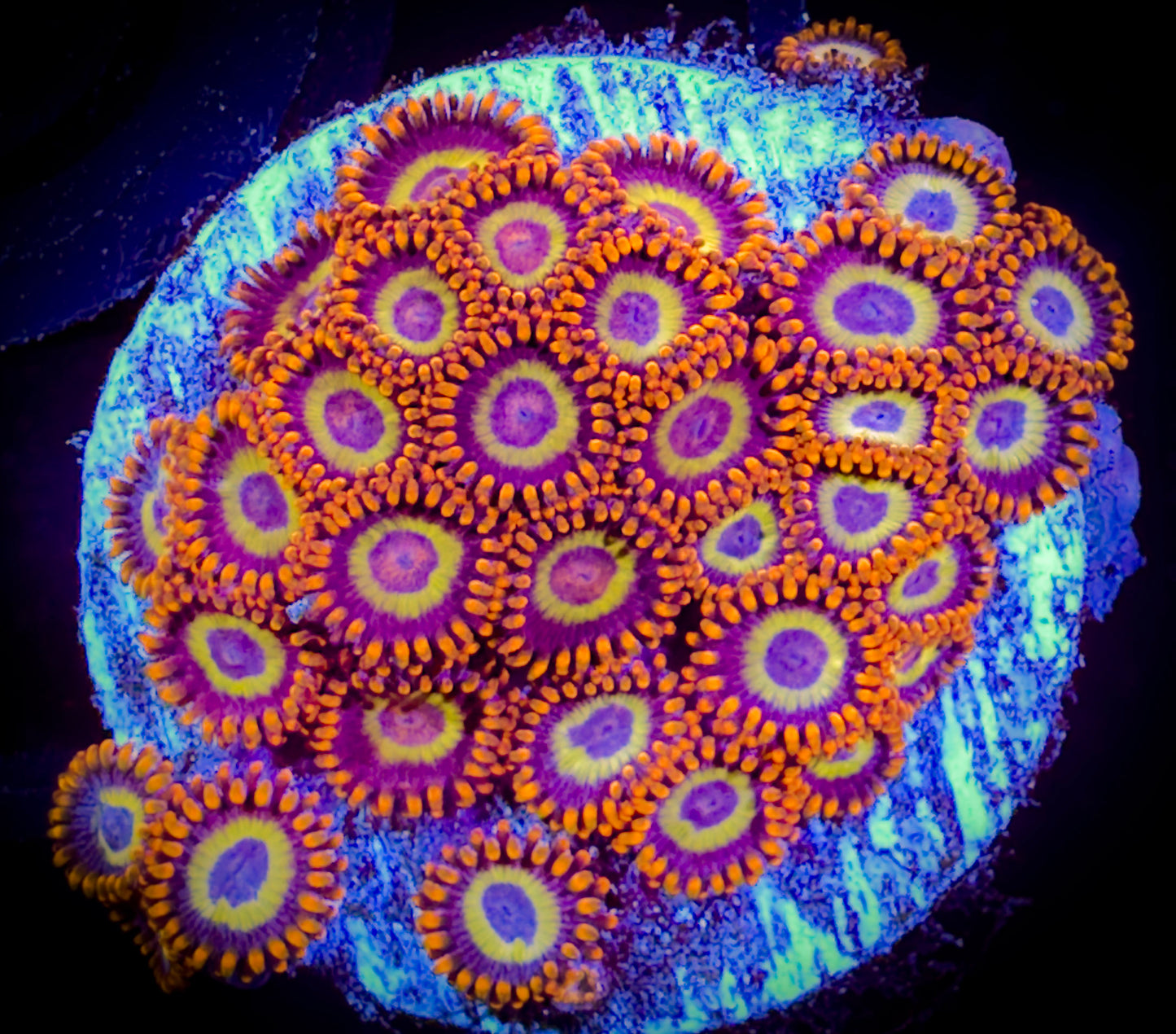 WYSIWYG Fruitloops Zoanthids (mini polyps) 18F4
