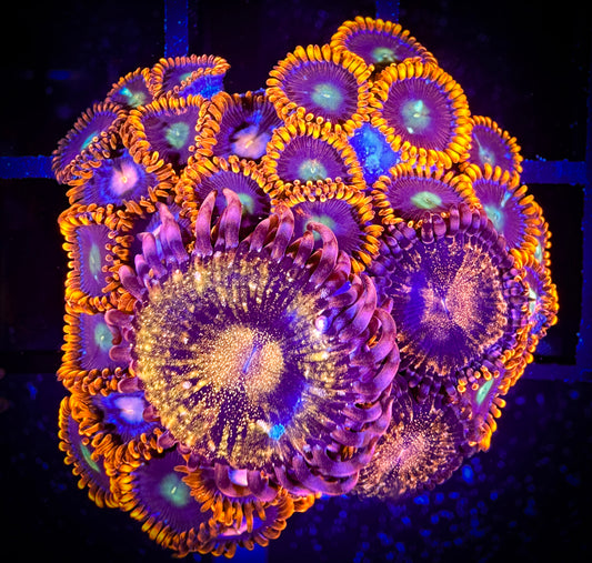 WYSIWYG Pandora and Confused Fireball Combo Zoanthids Colony 16C1