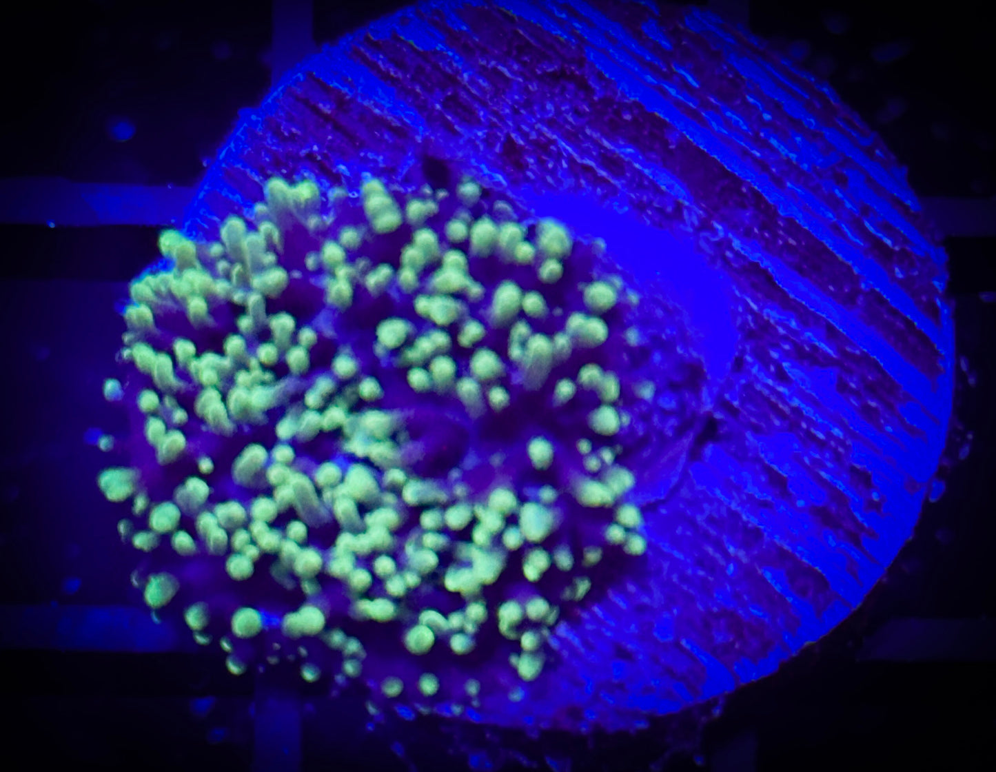 WYSIWYG Neon Green Hairy Mushroom