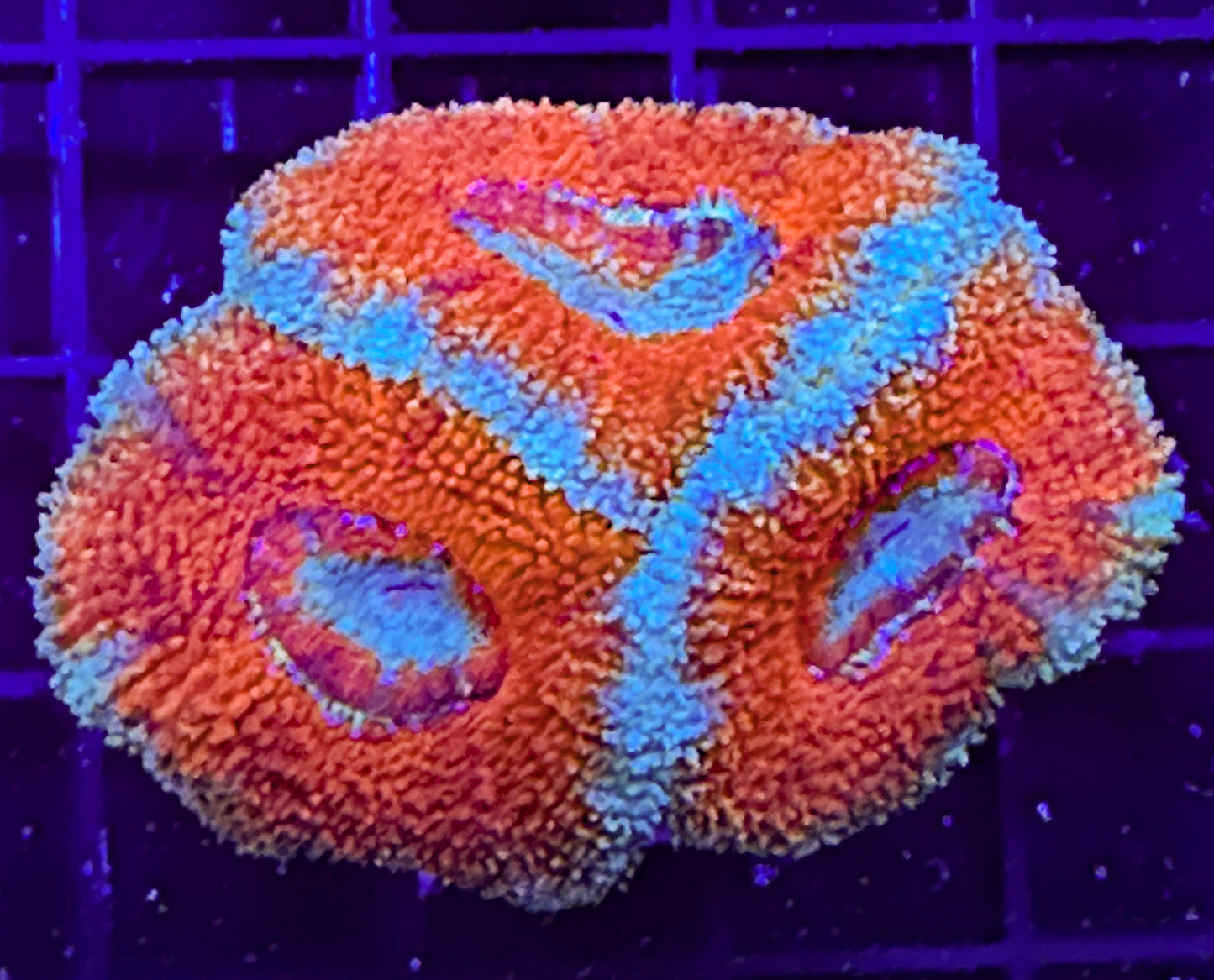 WYSIWYG Ultra Acan (Micromussa)