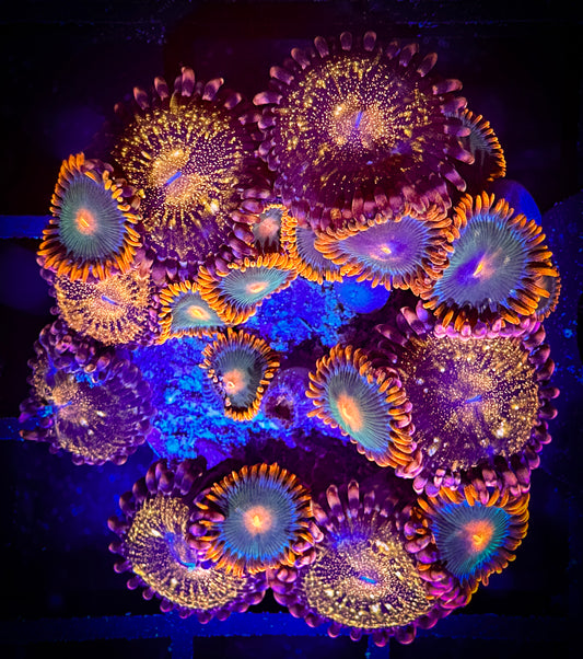 WYSIWYG Cornbread Rockstars and Pandora Zoanthids Combo 16B4