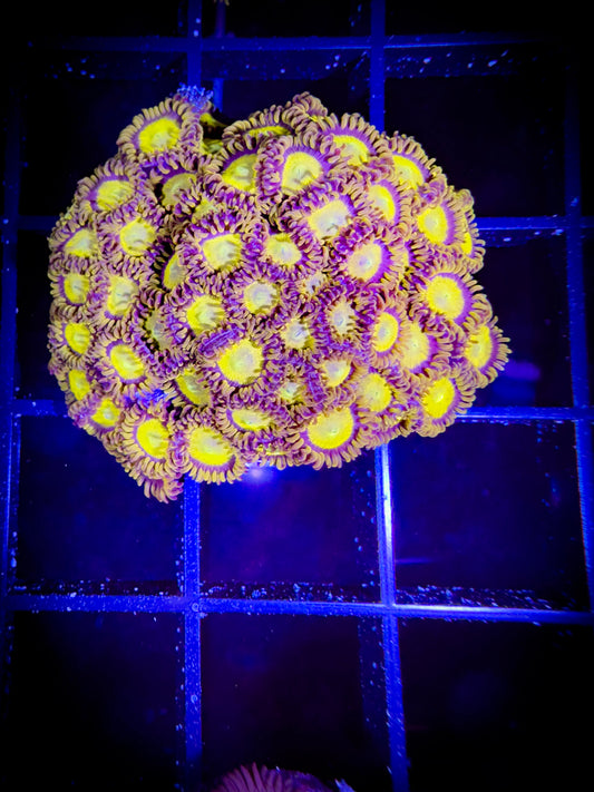 King Midas Zoanthids