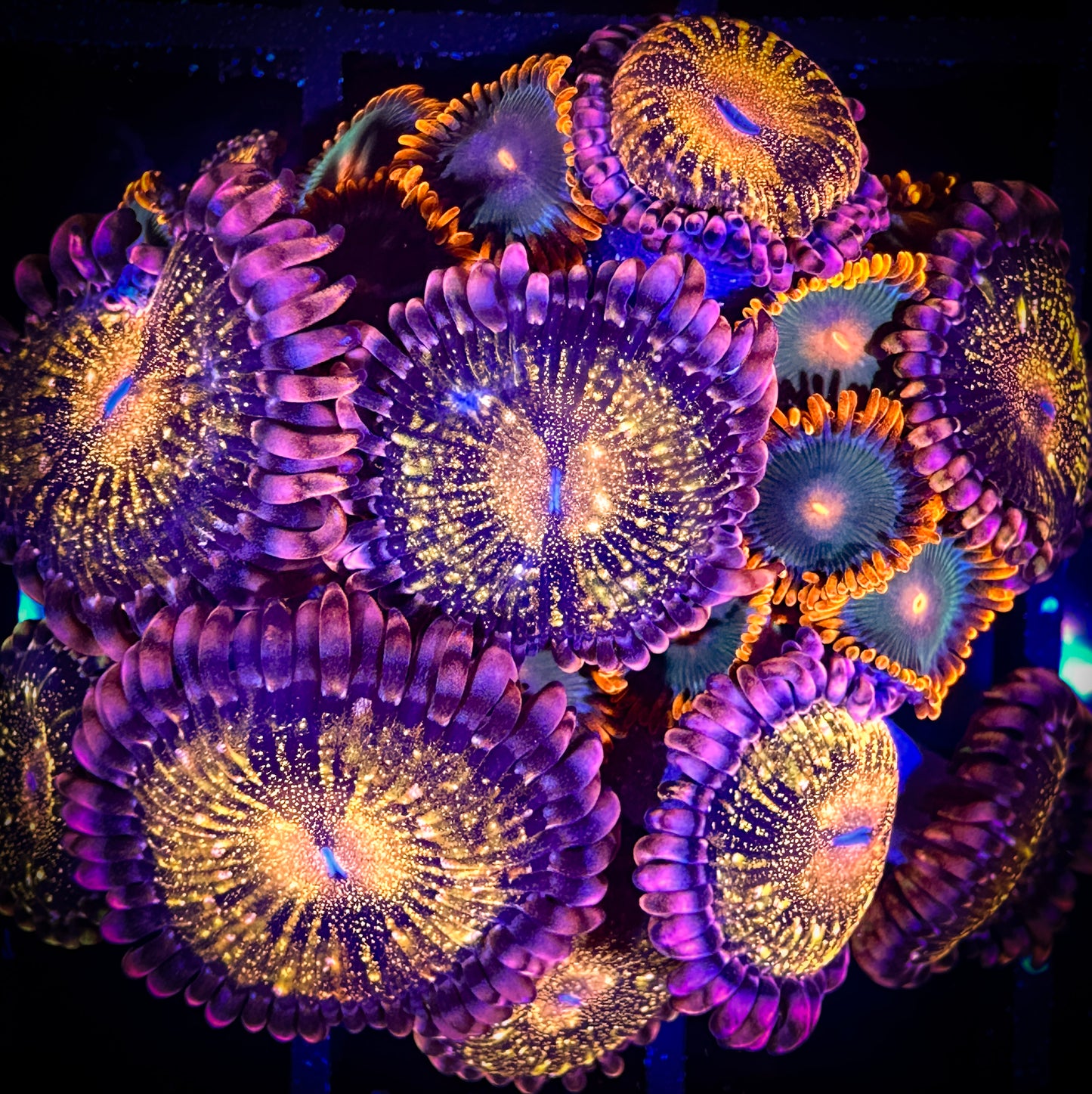 WYSIWYG Cornbread Rockstars and Pandora Zoanthids Combo 16B2