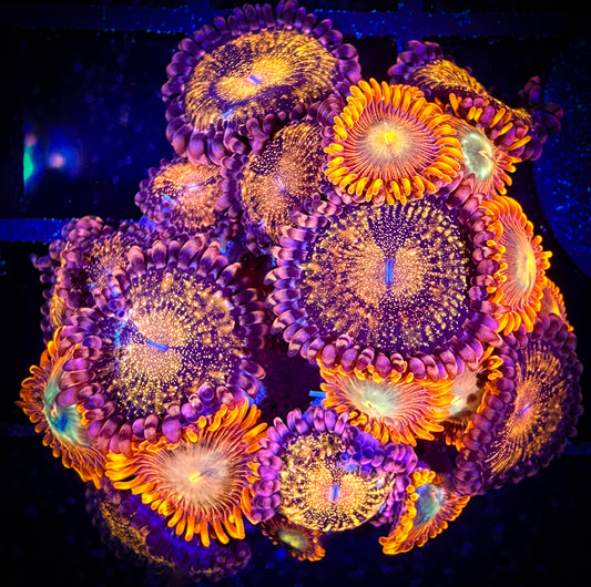 WYSIWYG Tropical Flame and Pandora Zoanthids Combo 16B1