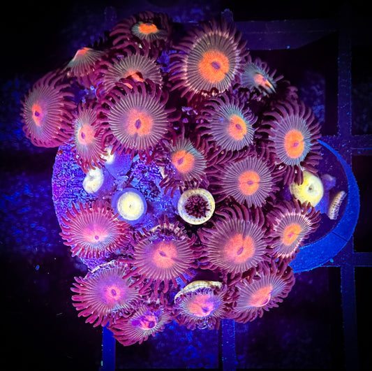 WYSIWYG Red haired Gorilla Nipples Zoanthids Large Frag 04B1