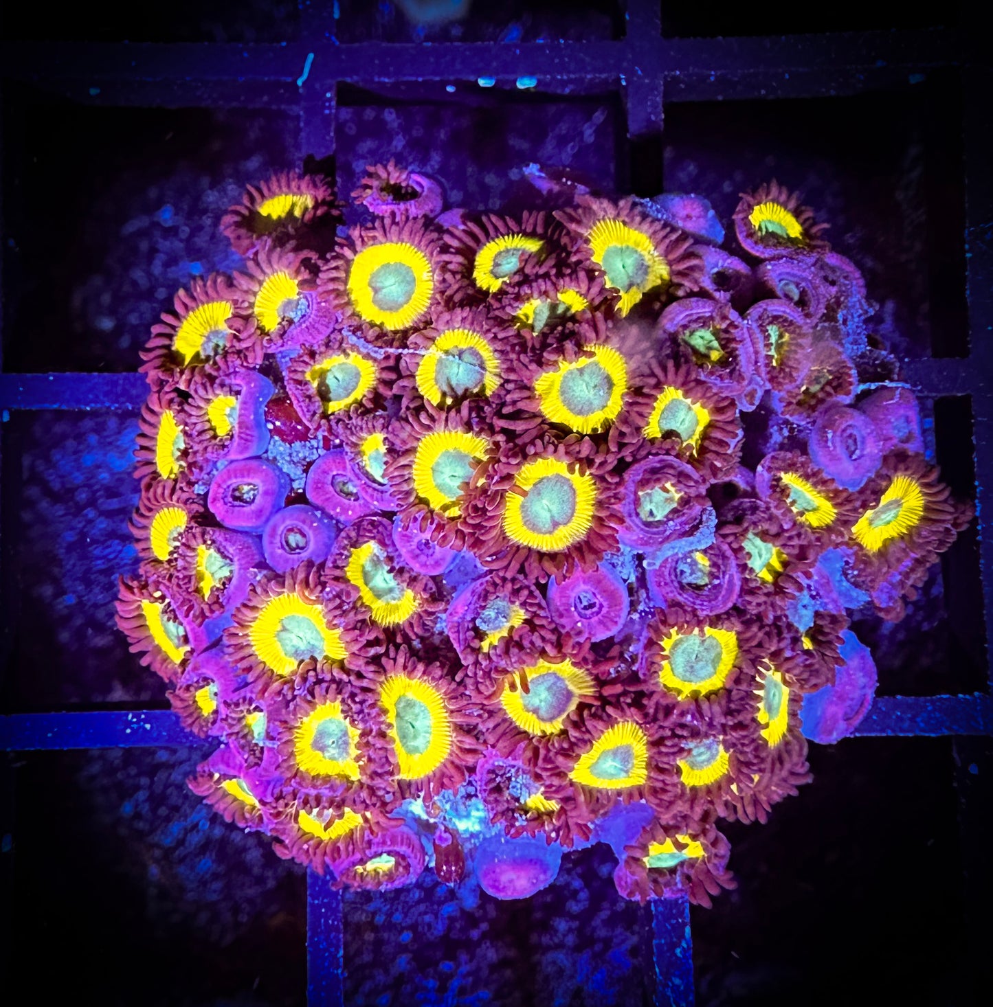 WYSIWYG Black Bella Zoanthids Frag 11F3