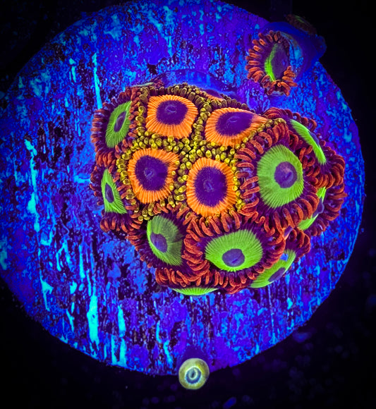 WYSIWYG JF Jungle Juice and Emeralds on Fire Small Frag 16A1