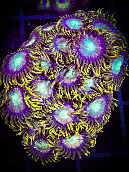 WYSIWYG Red Ring Radioactive Dragon Eye Zoanthids Colony 17D4