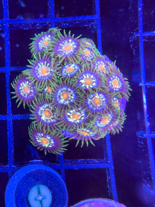 WYSIWYG JF Stargazer Zoanthids Large Frag 04A3