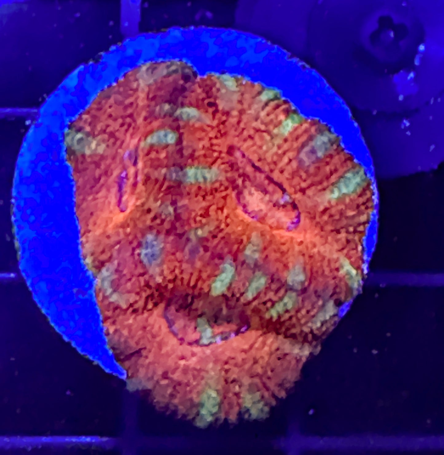 WYSIWYG Ultra Acan (Micromussa)